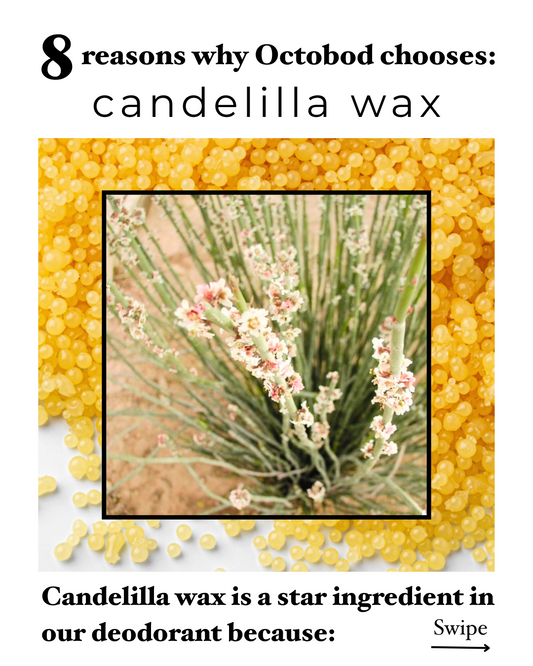 Ingredient Spotlight: Candelilla Wax